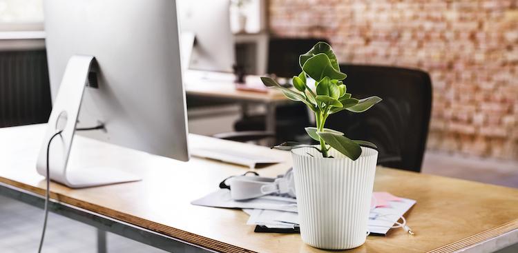 a plant on a desk