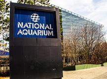 Working at National Aquarium