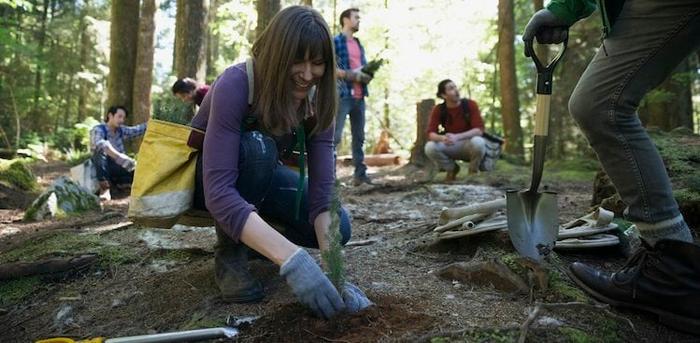 volunteers planting trees