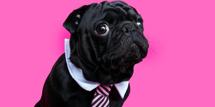 sad black pug wearing a tie in front of a pink background