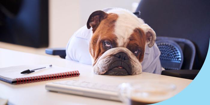 frustrated bulldog resting its head on a conference room table next to a notebook, pen, and wireless keyboard