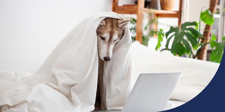 dog sitting on bed with blanket overhead, looking at laptop