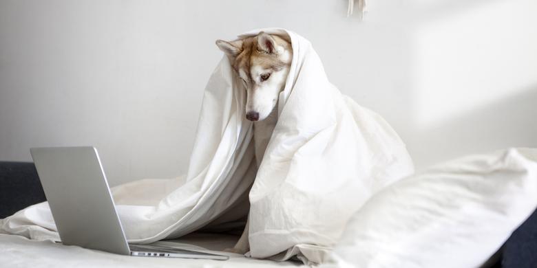 dog hiding under covers, looking at laptop