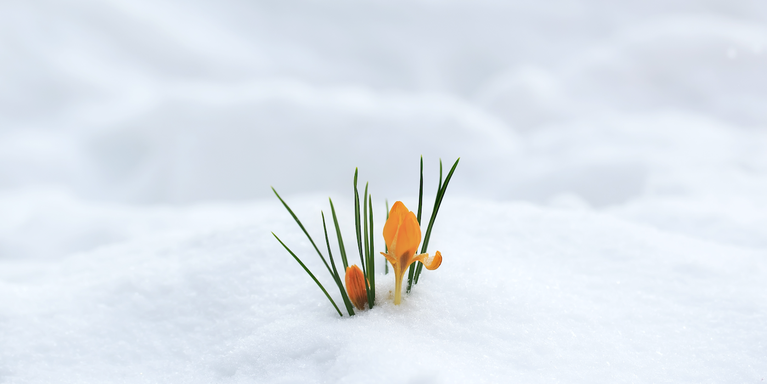 bright flowers coming up through the snow